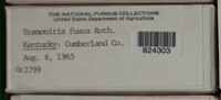 Stemonitis fusca image